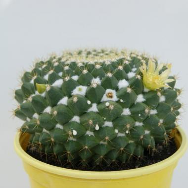 Mammillaria marksiana